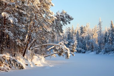 Kışın orman Nehri