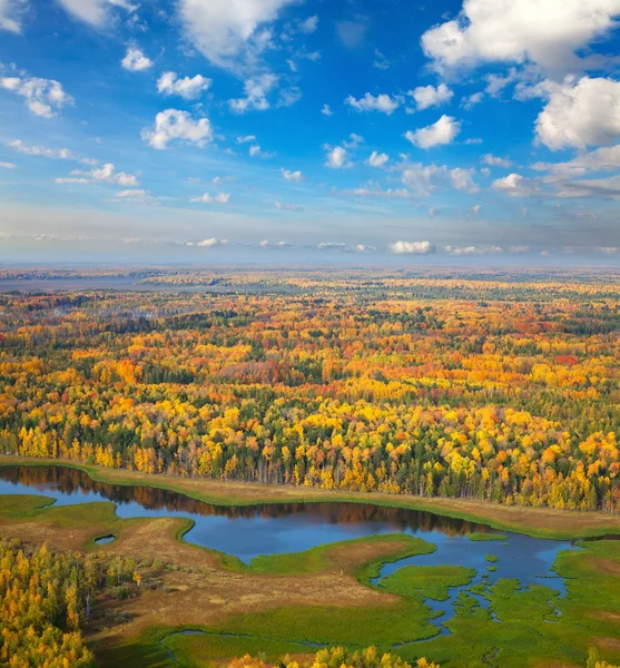 Top view over forest in autumn — Stock Photo, Image