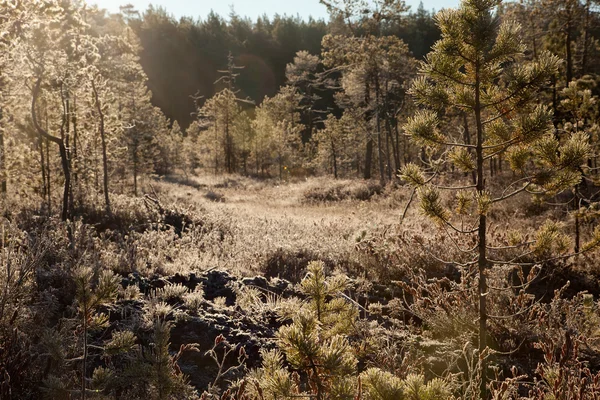 První mráz v lese ráno — Stock fotografie