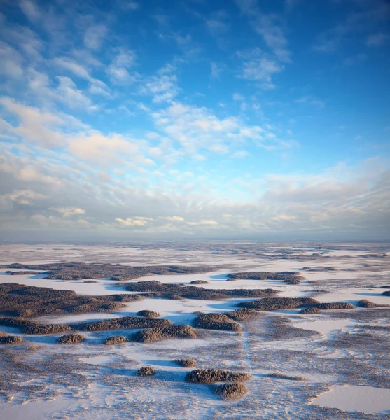 Skog för plain i vinter — Stockfoto