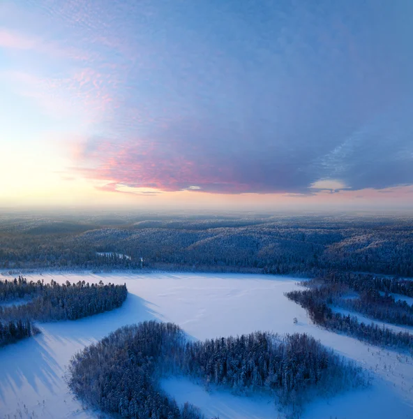 Pohled shora zimního lesa — Stock fotografie
