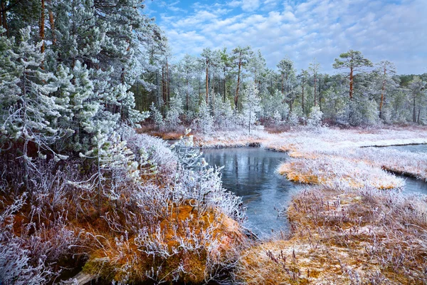 Primo gelo nella foresta autunnale — Foto Stock