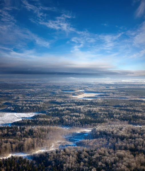 Foresta di pianura in inverno — Foto Stock