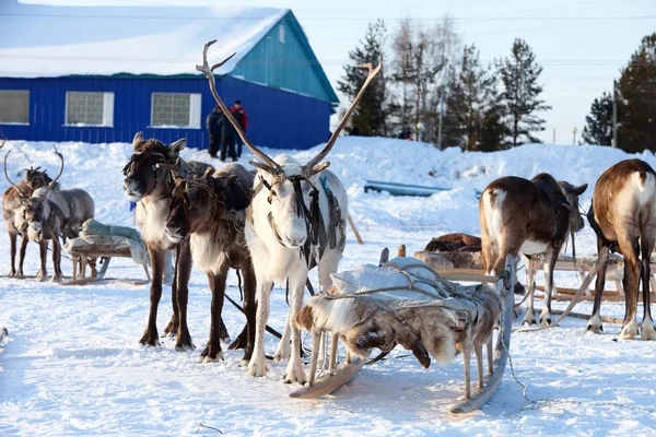 Northern deer are in harness on snow — Stock Photo, Image