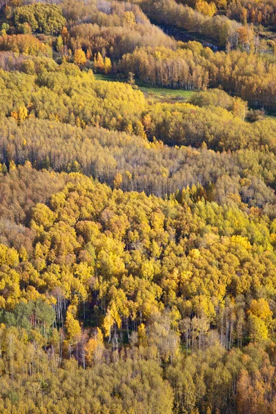 Vista aérea da floresta durante o outono. — Fotografia de Stock