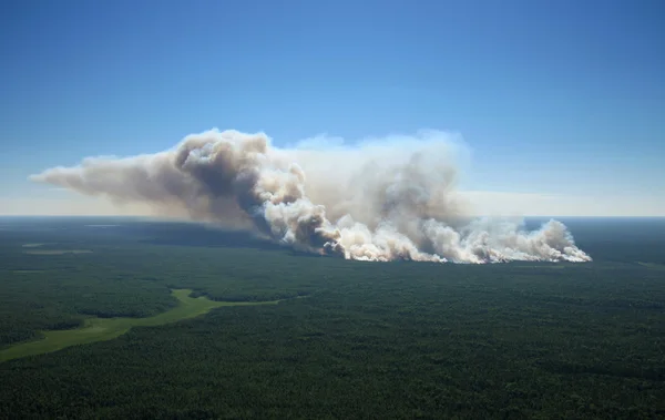 Brand skog — Stockfoto