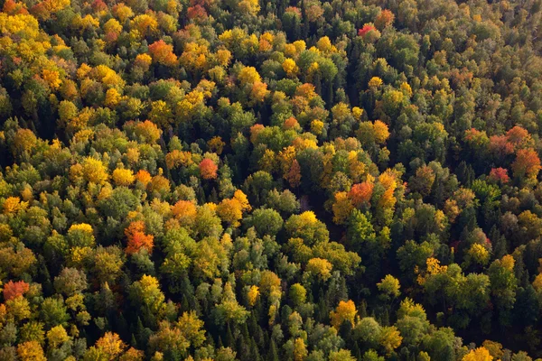 Orman sonbahar günü, üstten görünüm — Stok fotoğraf