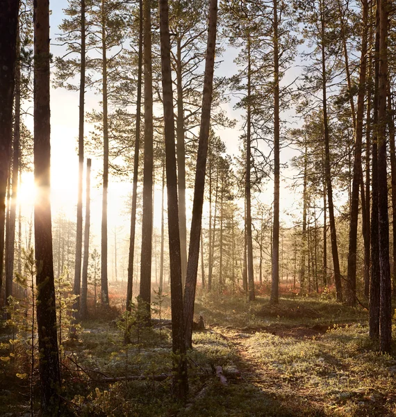 Sunrise in forest — Stock Photo, Image
