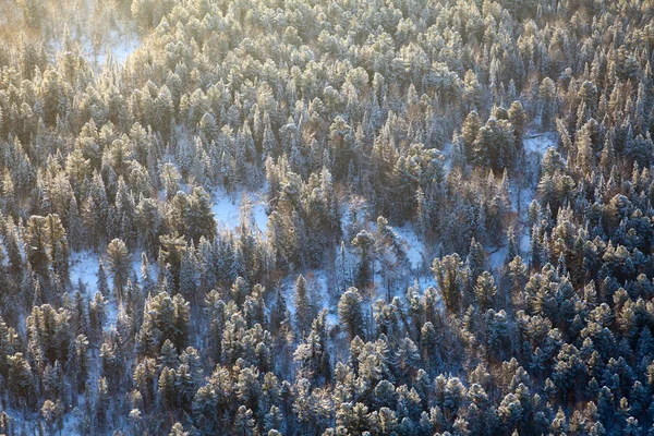 Лес с речкой в холодный зимний день — стоковое фото