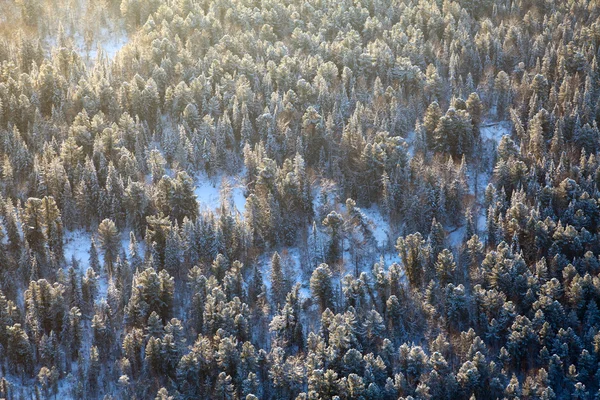 Forest with a small river in a cold winter day — Stock Photo, Image