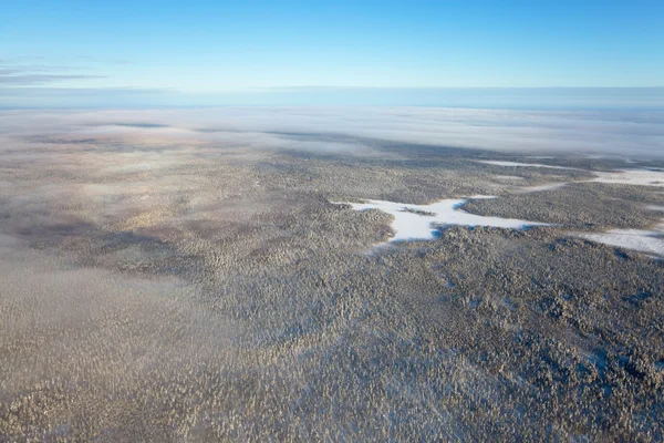 Вид с воздуха на лес — стоковое фото