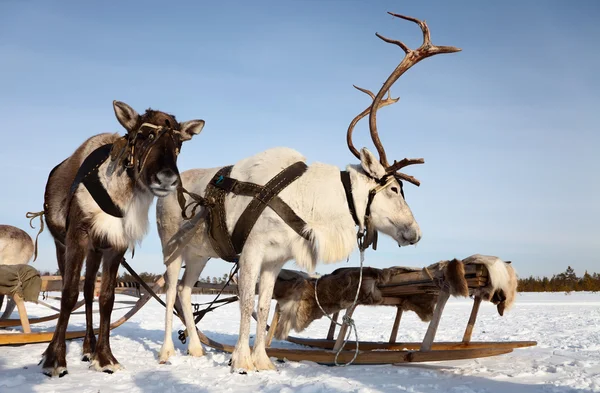 Reindeers in harness — Stock Photo, Image