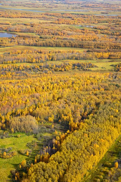 Aerial view of the forest during the autumn. — Stock Photo, Image