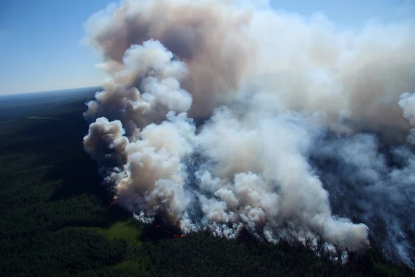 Brand skog — Stockfoto