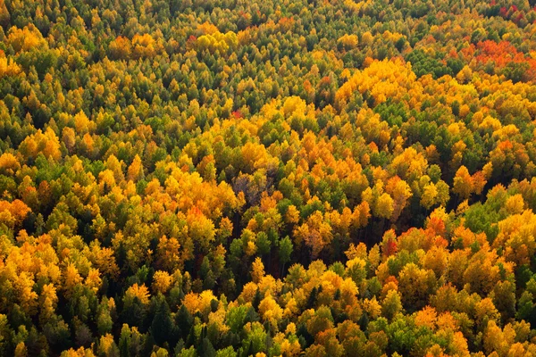 Floresta em autmn — Fotografia de Stock