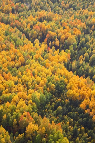 Floresta em autmn — Fotografia de Stock