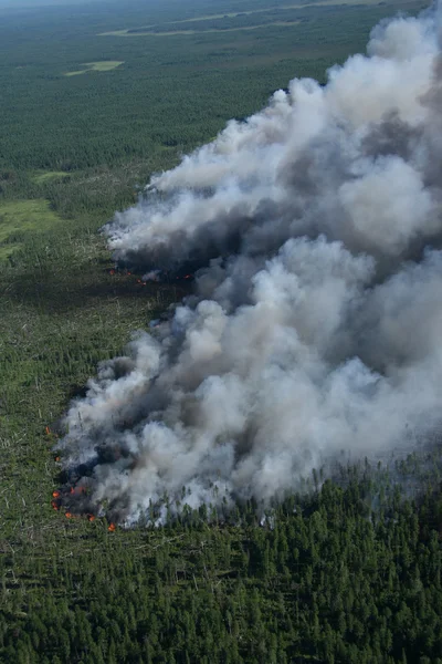 Brand skog — Stockfoto