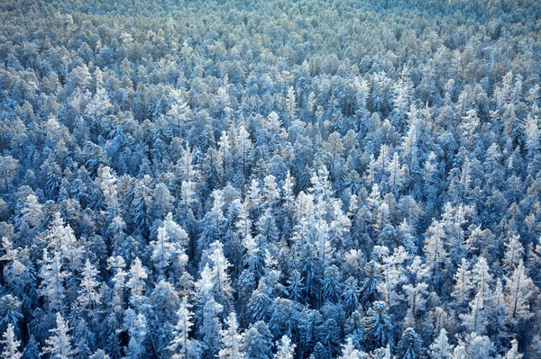 Вид сверху из зимнего леса — стоковое фото