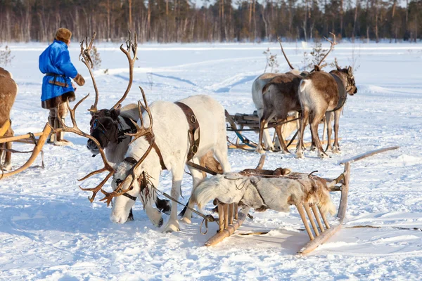 Northern deer — Stock Photo, Image