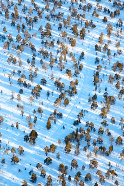Skogsmark i vinter kväll, Visa från ovan — Stockfoto