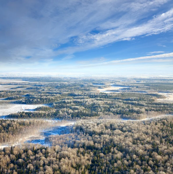 Bosque llano en invierno — Foto de Stock