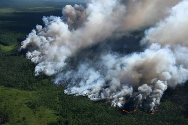 Brand skog — Stockfoto