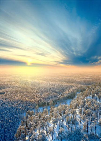 Vista dall'alto della foresta d'inverno — Foto Stock