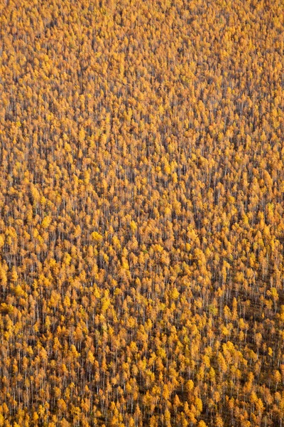 Flygfoto över skogen under hösten. — Stockfoto