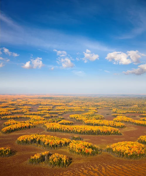 Vanligt moorland med inte mycket stora områden skog — Stockfoto