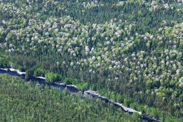 Aerial view the river on green forest plain.. — Stock Photo, Image