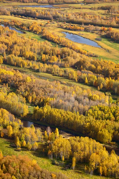 Vue aérienne de la forêt au cours de l'automne. — Photo