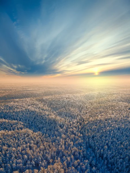 Vue de dessus de la forêt d'hiver — Photo