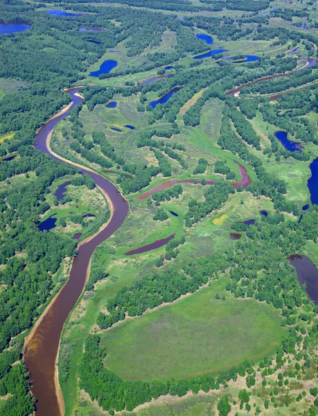 Skogen floden — Stockfoto