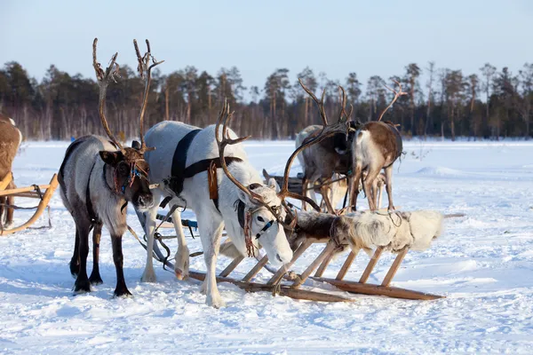 Reindeers in harness — Stock Photo, Image