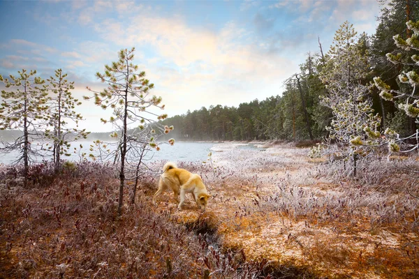 Primeira geada na floresta de Outono durante caçada — Fotografia de Stock