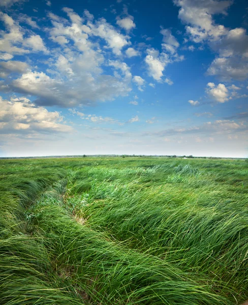 Tall grass are on the flood meadow — Stock Photo, Image