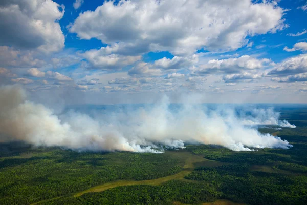 Wildfire i skogen — Stockfoto