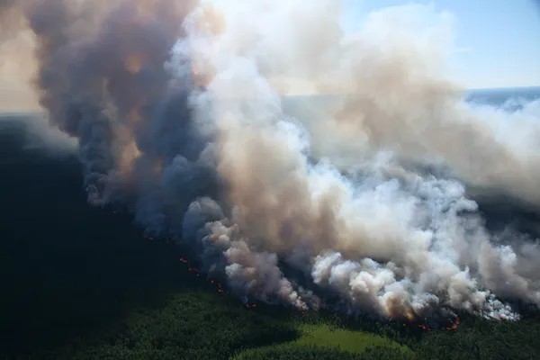 Brand skog — Stockfoto