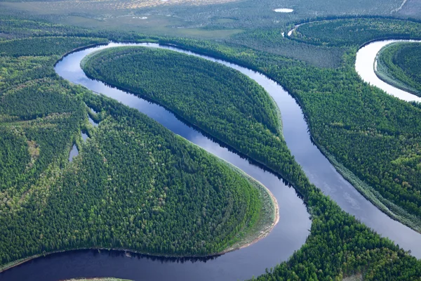 Forest river i sommar — Stockfoto