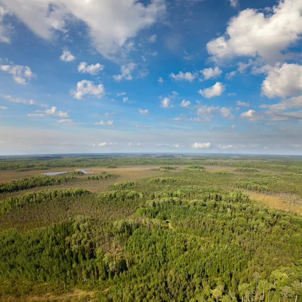 Skogen under de vita moln — Stockfoto