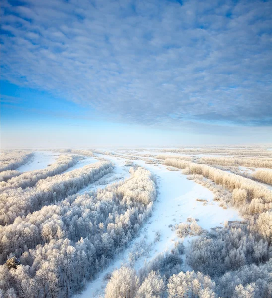 Magnifique gelée blanche sur les arbres — Photo