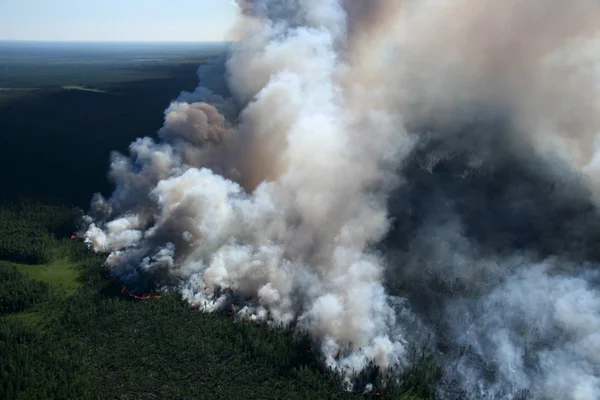 Brand skog — Stockfoto