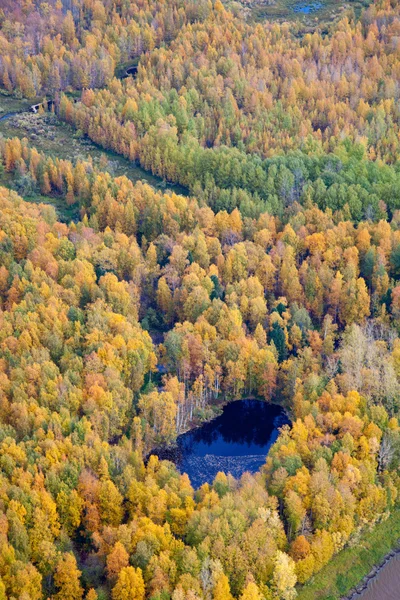 Aerial view of the forest during the autumn. — Stock Photo, Image