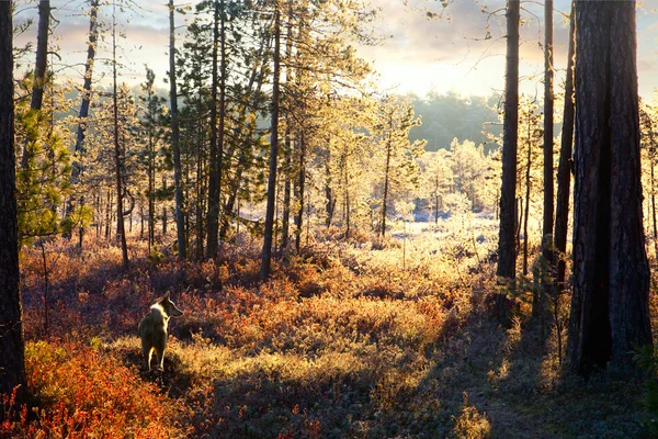 První mráz v podzimním lese během honu — Stock fotografie