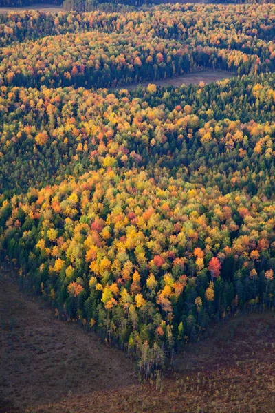 Aerial view of autumn forest. — Stock Photo, Image