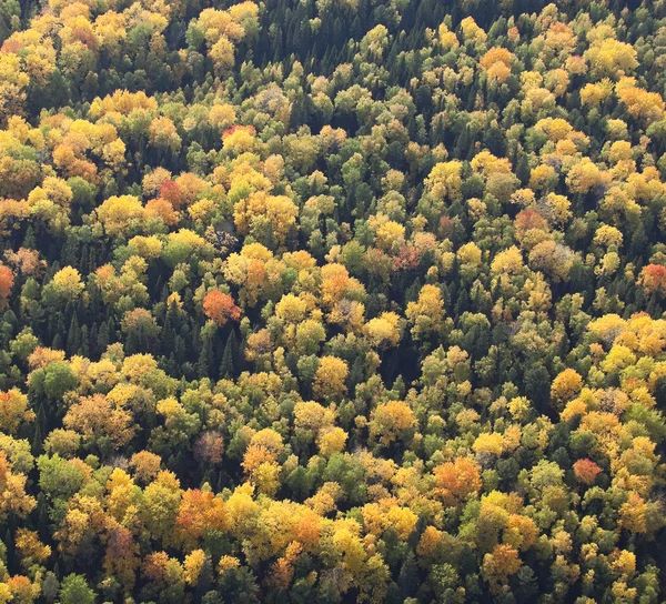 Ліс в autmn — стокове фото