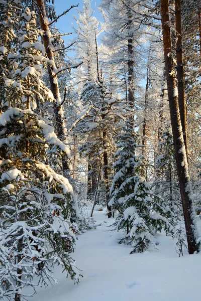 Na floresta de inverno — Fotografia de Stock