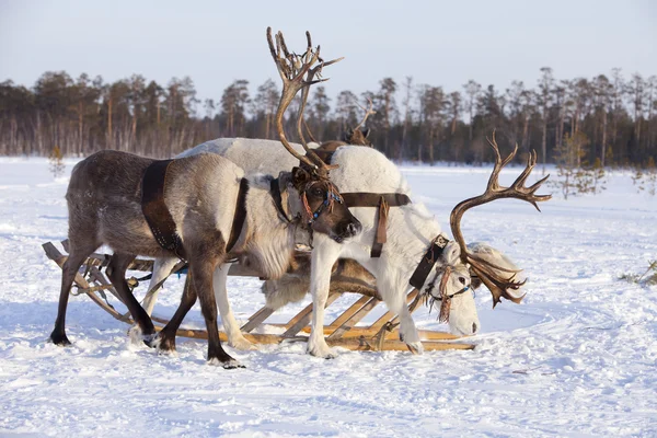 Reindeers in harness — Stock Photo, Image