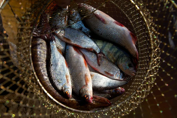 ปลาอยู่ในคอร์ฟ — ภาพถ่ายสต็อก