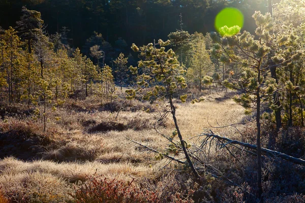 První mráz v lese ráno — Stock fotografie